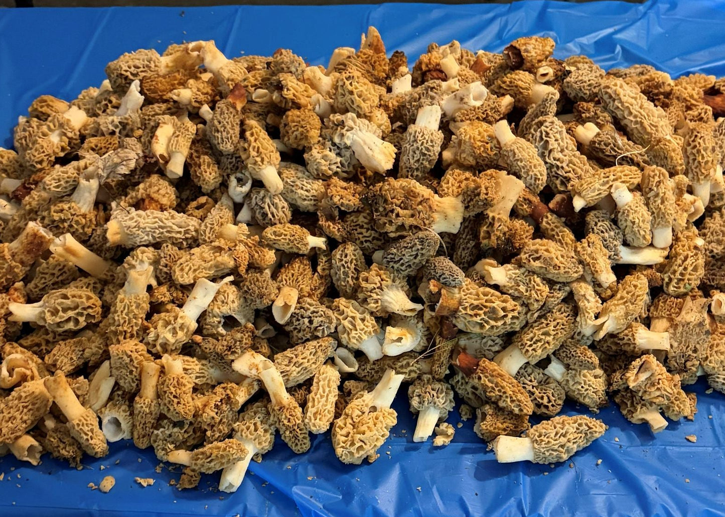 Wild Foraged Morel Mushrooms